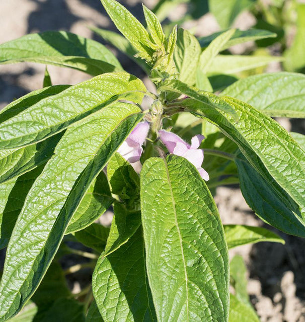 sesame seeds plant paradox Black Sesame Seeds – West Coast Seeds
