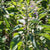 Black Sesame Seeds