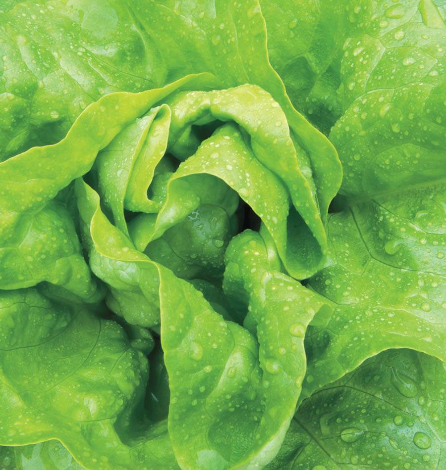 Buttercrunch Butterhead Lettuce Seeds (Bibb Type) - 2025 Fresh Harvest, High Germination, USA Garden Seeds