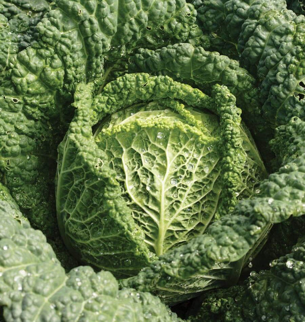Capriccio F1 Cabbage Seeds CB224-1