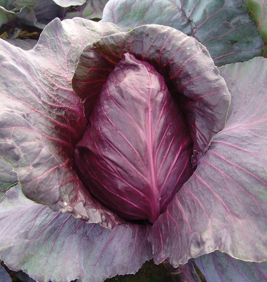 カリボスキャベツの種(固定種・Kalibos cabbage) カリボスキャベツの種