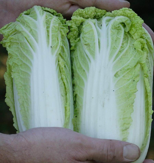 Cabbage Size Reference Chinese Cabbage Size