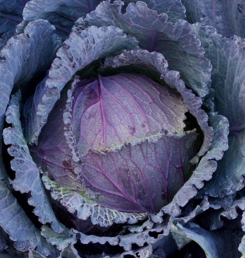 How to Grow Cabbage from Seeds