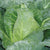 Caraflex Organic