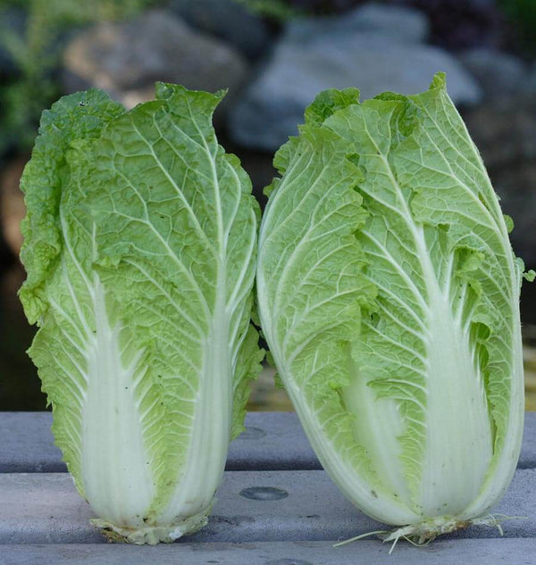 China Express (Sui Choi)