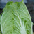 China Express (Sui Choi)