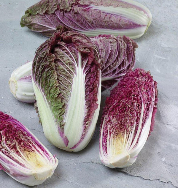 Scarvita Cabbage Seeds