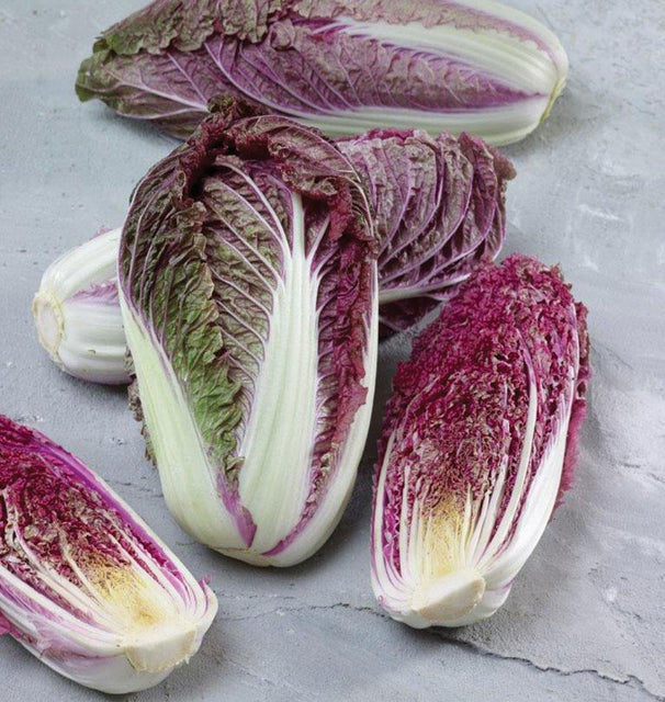 planting red cabbage seeds Red Scarvita F1