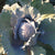 Integro Organic Cabbage Seeds