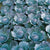 Integro Organic Cabbage Seeds