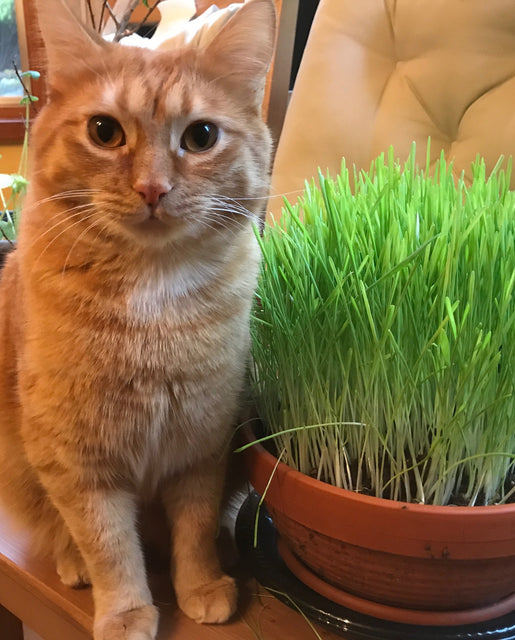 Cat Grass