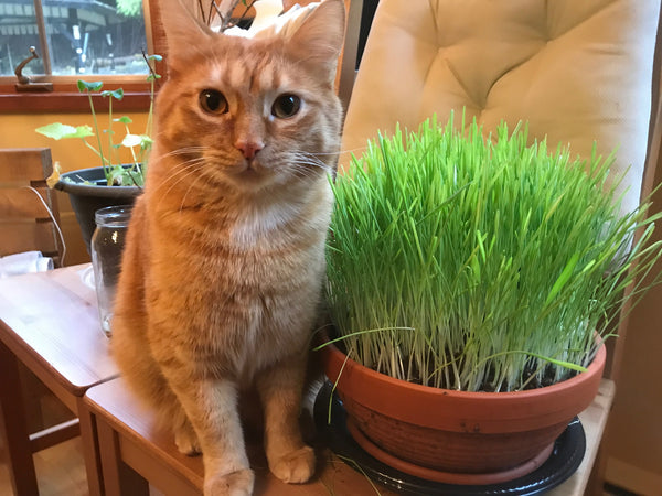 Cat Grass West Coast Seeds