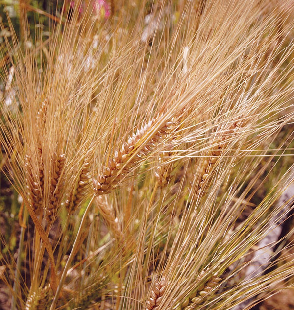 Barley Organic