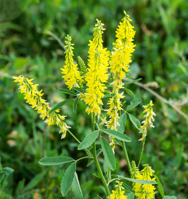 Yellow Sweet Clover Organic