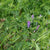 Hairy Vetch Organic