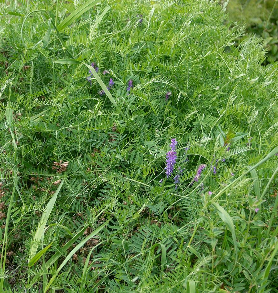 Hairy Vetch Organic – West Coast Seeds