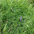 Hairy Vetch Organic