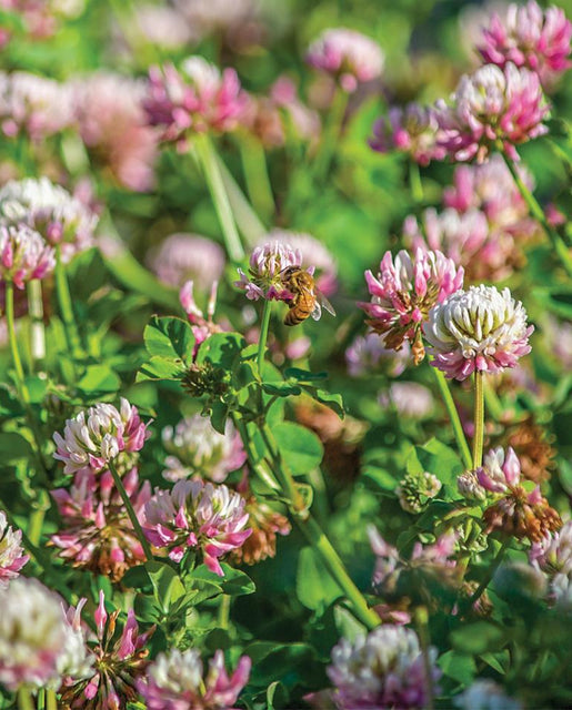 Alsike Clover Organic Cover Crop Seeds West Coast Seeds