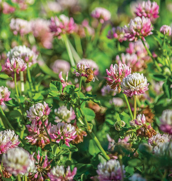 Alsike Clover Organic