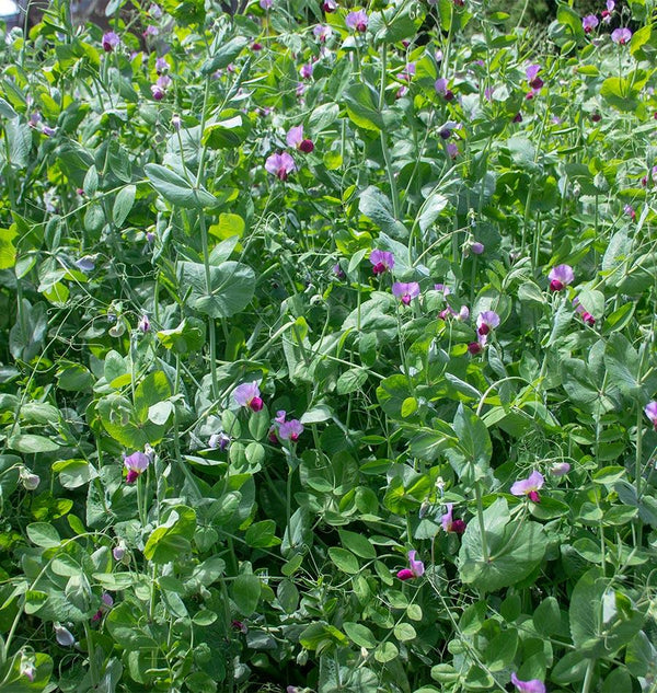 Winter Field Peas Organic