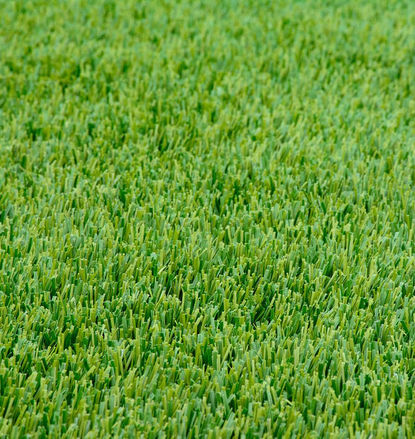Perennial Ryegrass Organic