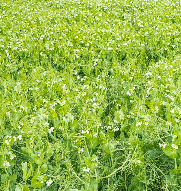 Spring Field Peas Organic