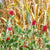 Crimson Clover Organic