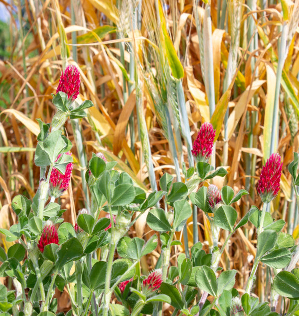 Crimson Clover Organic
