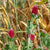 Crimson Clover Organic