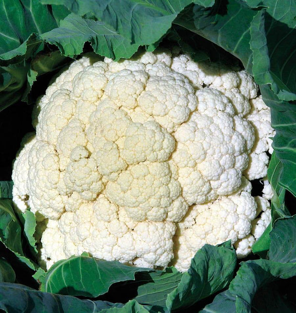 Amazing Cauliflower Seeds