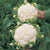 Skywalker Cauliflower Seeds