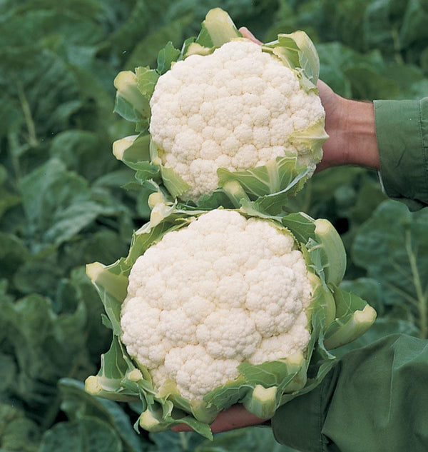 Skywalker Cauliflower Seeds
