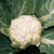Skywalker Cauliflower Seeds