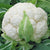 Skywalker Cauliflower Seeds