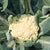 Fioretto 60 Cauliflower Seeds
