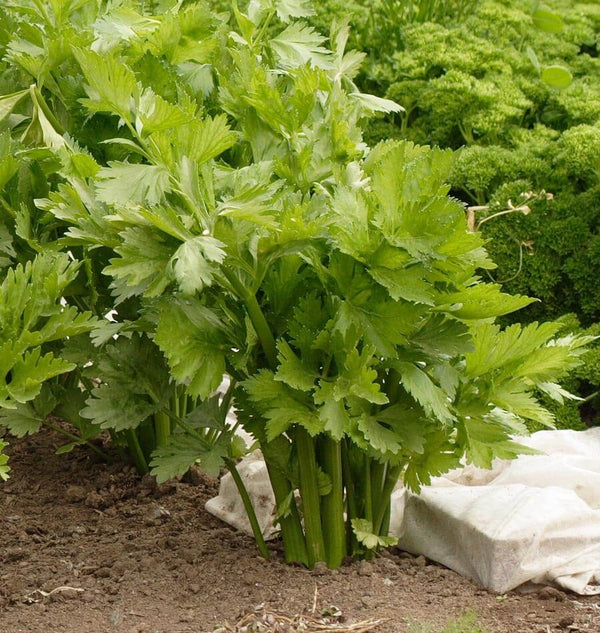 Victoria Pelleted Celery Seeds