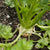 Brilliant Celeriac