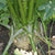 Brilliant Celeriac