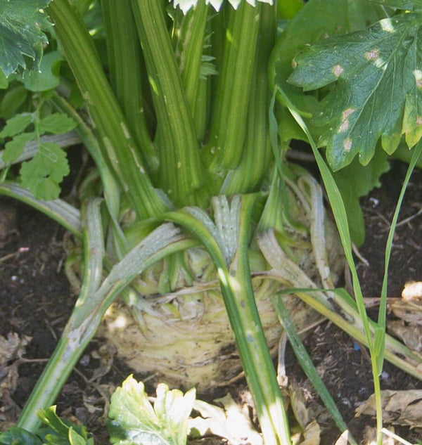 Brilliant Celeriac