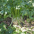 Brilliant Celeriac