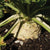 Brilliant Celeriac