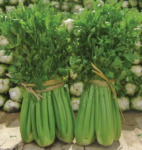 About Celery
