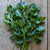 Amsterdam Cutting Leaf