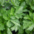 Amsterdam Cutting Leaf