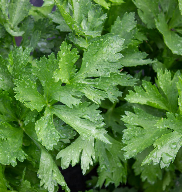 Amsterdam Cutting Leaf