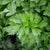 Amsterdam Cutting Leaf Celery Seeds