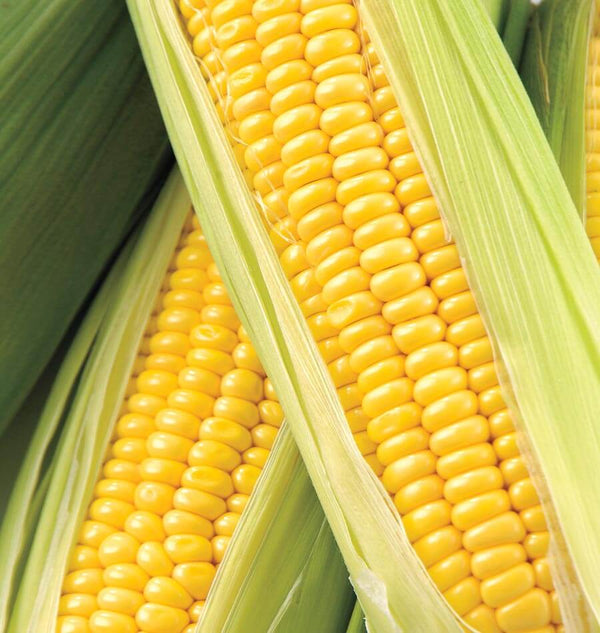 Honey Select Corn Seeds West Coast Seeds