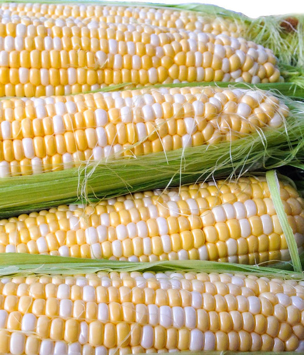 Enchanted F1 Corn Seeds