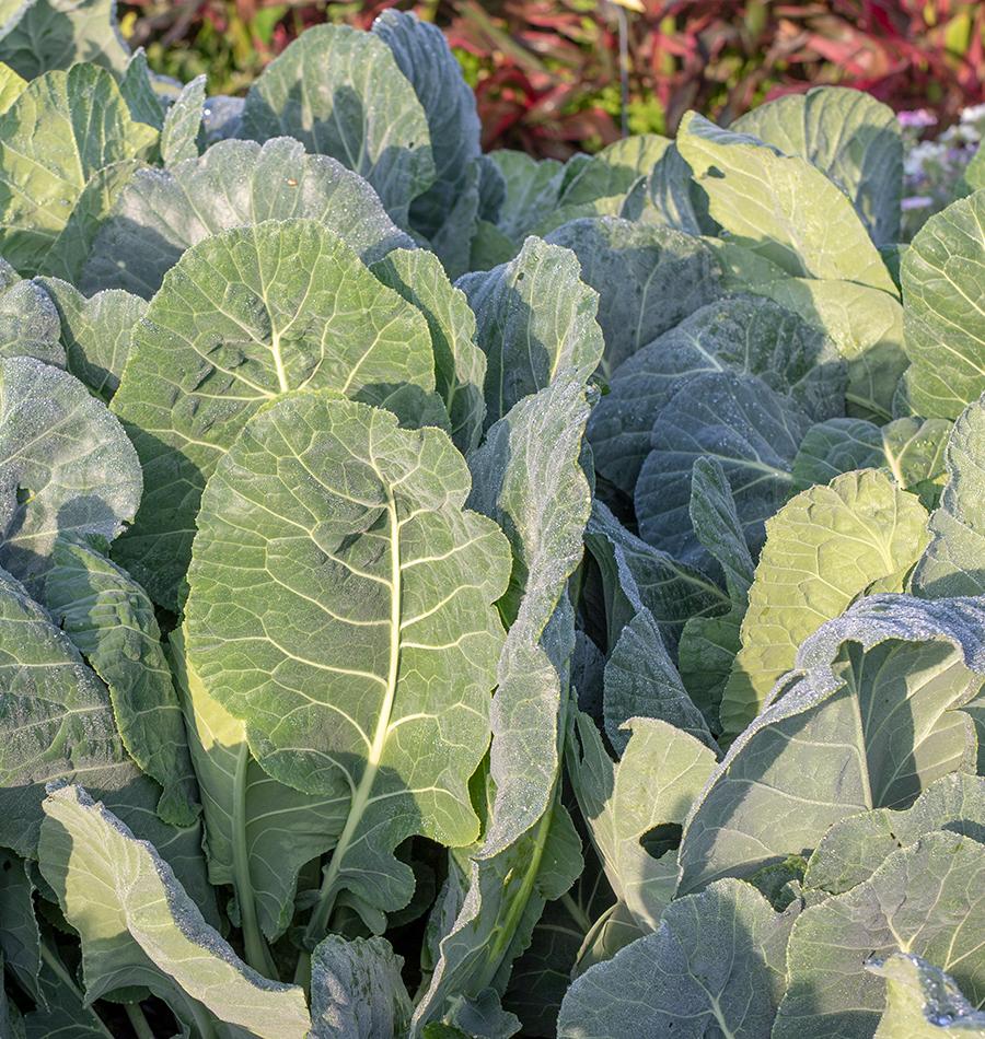 Top Bunch Collards Seeds – West Coast Seeds