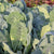 Top Bunch Collards Seeds
